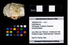 Foto (Objekt + Etikett) von Eodromites sp.  (NHMW-GEO-1990-0041-3151)
